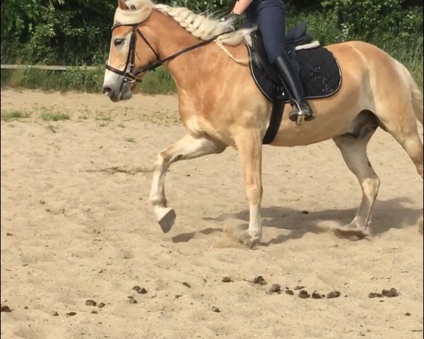 Pferd Nalico (Haflinger, 2011, von Nevitano)