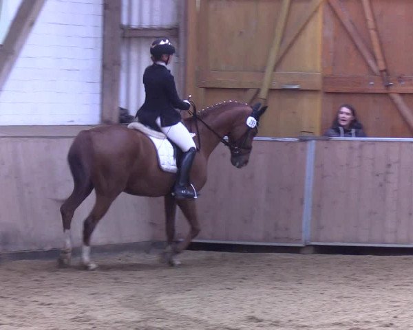 Reitturnier Kellinghusen 2019