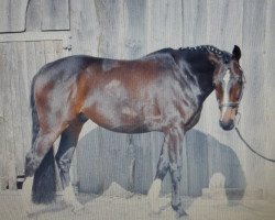 dressage horse Chocolate Cookie 4 (Westphalian, 2008)