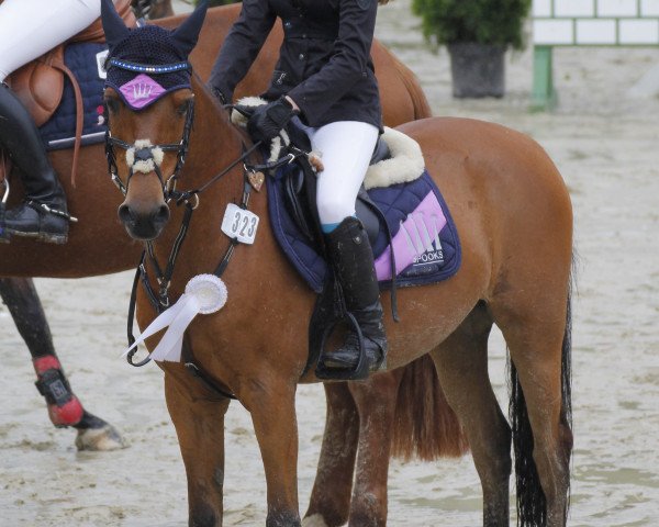 Springpferd Mikado 335 (Deutsches Reitpony, 2001, von Martini)