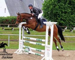 broodmare Chacco's Queen S (Hanoverian, 2012, from Chacco Chacco)