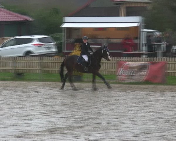 Reitturnier Schülp / Rendsburg 2019