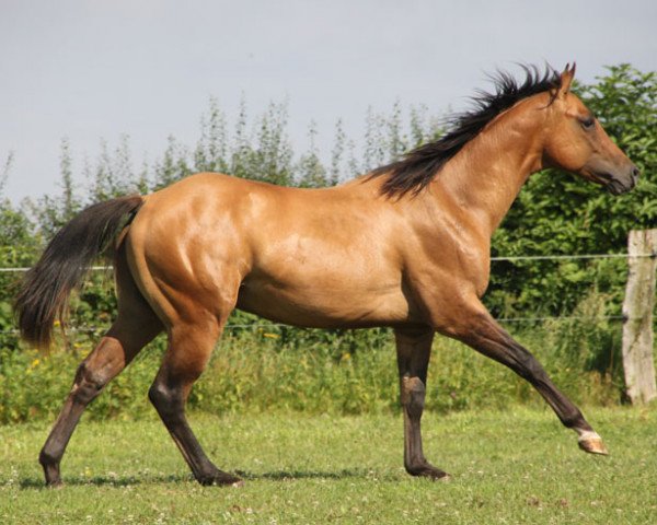 Deckhengst GH QTs Cloud (Quarter Horse, 2015, von Dun It On The QT) Deckhengst GH QTs Cloud (Quarter Horse, 2015, von Dun It On The QT)