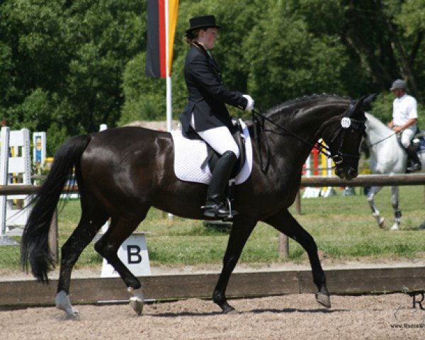 Dressurpferd Dolani 3 (Hannoveraner, 2000, von Donnerprinz)