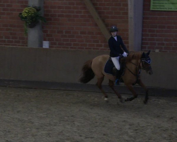 Reitturnier Hüllhorst 2019