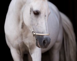 Broodmare Ronana (German Riding Pony, 1995, from Jason of Sarnau)