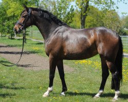 broodmare Samoura M (Westphalian, 2009, from San Amour I)