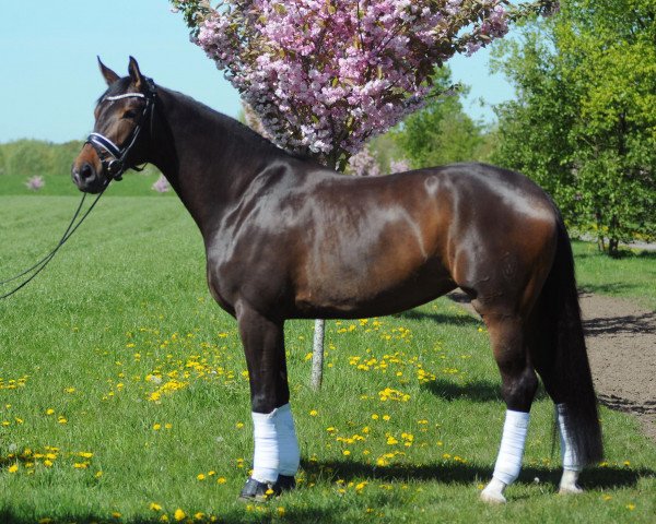 broodmare Filia M (Westphalian, 2012, from Fürstenball)