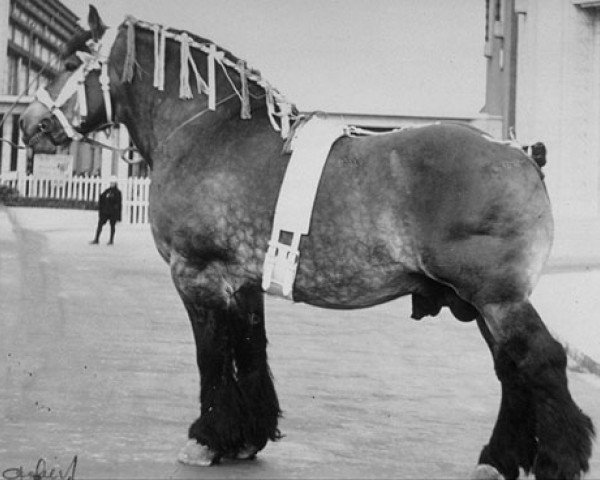 stallion Avenir de Promelles (Brabant/Belgian draft horse, 1931, from Avenir de Salmonsart B.S. 29/2062)