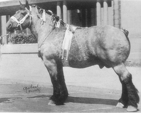 stallion Vengeur de Vraimont (Brabant/Belgian draft horse, 1930, from Avenir de Salmonsart B.S. 29/2062)
