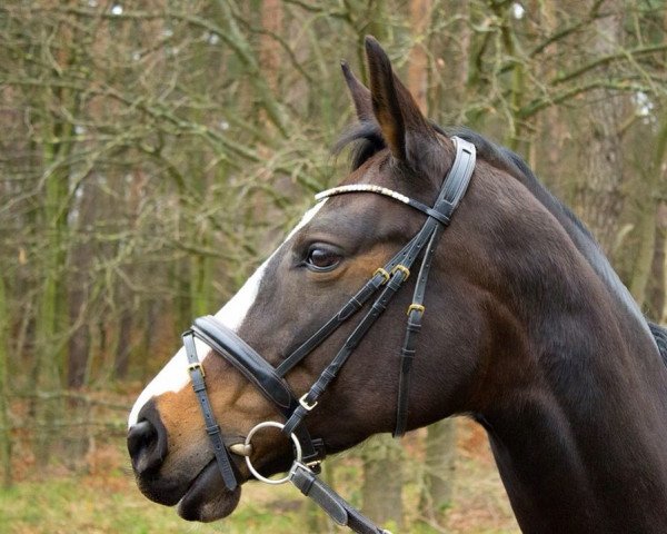 Zuchtstute Putzi (Trakehner, 2006, von Chateauneuf)