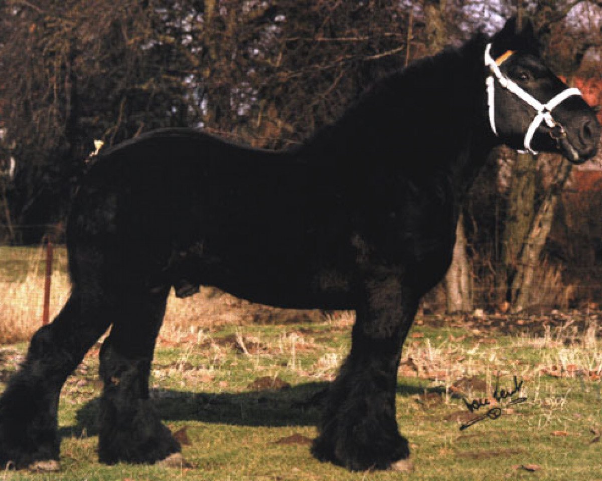 Deckhengst Sultan van Wooldink (Niederländisches Kaltblut, 1990, von Udo van Brandevoort)