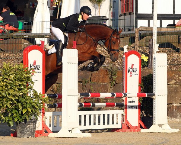 dressage horse Bruce I CH (Westphalian, 2012, from Levisonn 208 FIN)