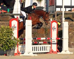 dressage horse Bruce I CH (Westphalian, 2012, from Levisonn 208 FIN)