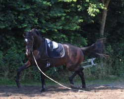 dressage horse Spotlight W (Hanoverian, 2010, from Scolari)