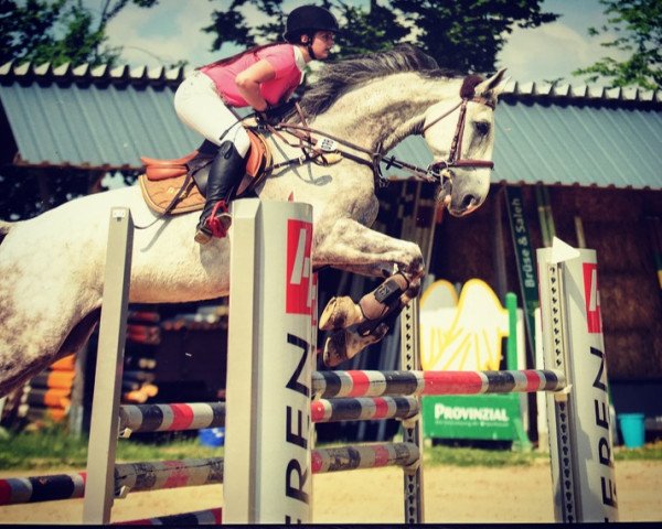 jumper Balus Flying Shadow (Polish Warmblood, 2007, from Bajou du Rouet)