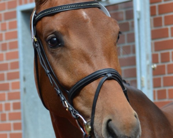 jumper PMH Gilmore (Oldenburg, 2011, from Cornet's Prinz)