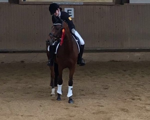 dressage horse Van der Vaart 3 (German Riding Pony, 2006, from Voyage)