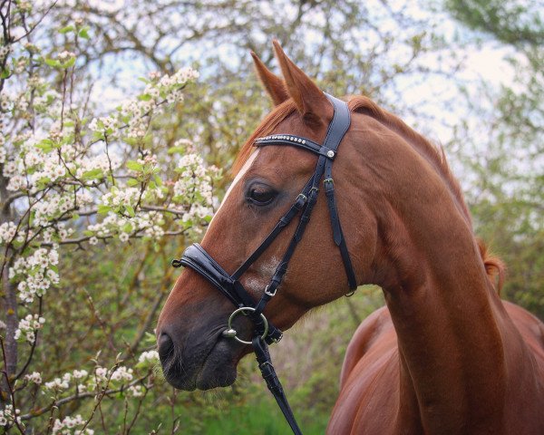 Pferd Waitakis Boy (Rheinländer, 2002, von Waitaki 31)