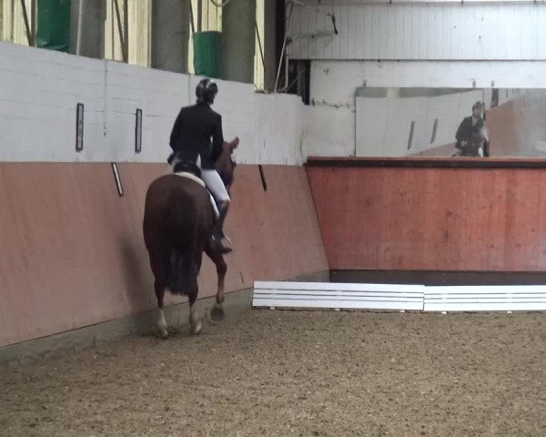 Reitturnier Ratingen-Hösel - Gut Gützenhof 2019