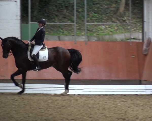 Reitturnier Ratingen-Hösel - Gut Gützenhof 2019
