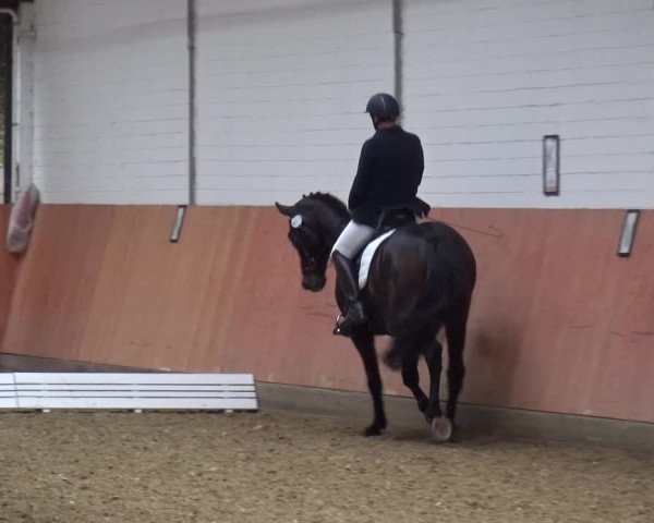 Reitturnier Ratingen-Hösel - Gut Gützenhof 2019