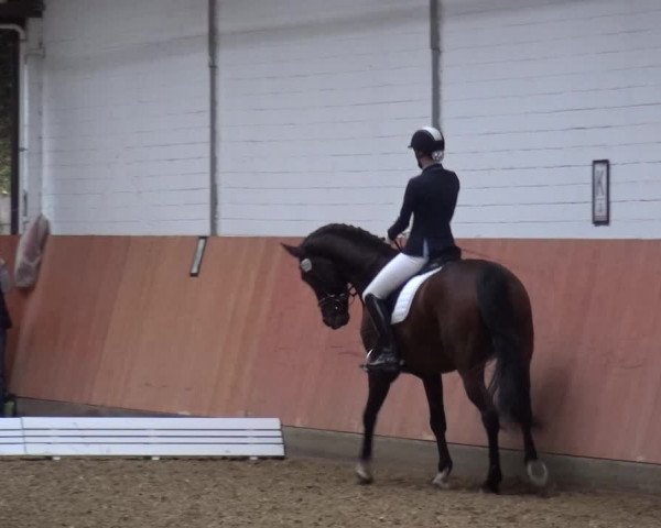 Reitturnier Ratingen-Hösel - Gut Gützenhof 2019