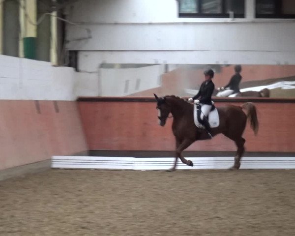 Reitturnier Ratingen-Hösel - Gut Gützenhof 2019