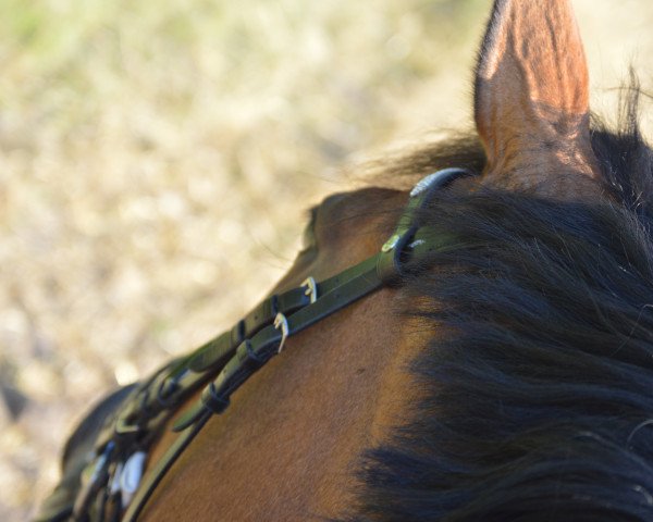 broodmare Antana 10 (Holsteiner, 2008, from Cachas)