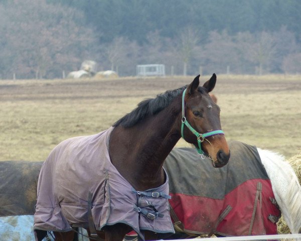 broodmare Serra 3 (Oldenburg, 2010, from Sergio Rossi)