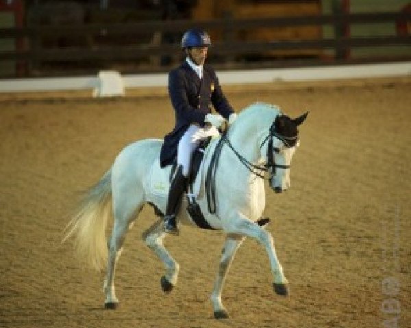 Deckhengst @ Hierro (Spanisches Sportpferd, 2001, von Ferro)