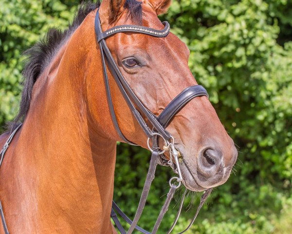 Dressurpferd Finnigan R (Oldenburger, 2005, von Future)