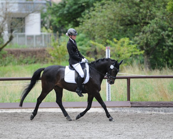 Dressurpferd Barolo 44 (Deutsches Reitpony, 2001, von Baron)