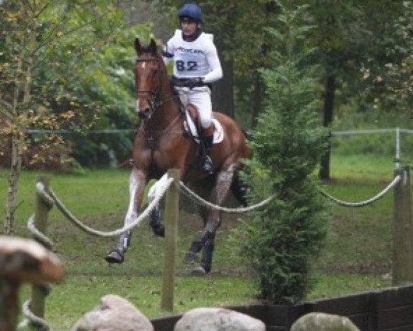 horse Zindane (KWPN (Royal Dutch Sporthorse), 2004, from Kreator xx)