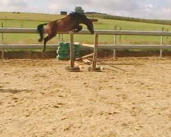 broodmare Contiki van 't Gelutt Z (Zangersheide riding horse, 2008, from Calido I)