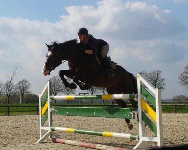 Springpferd Heartbreaker 65 (Belgisches Warmblut, 2007, von Cartier 187 FIN)