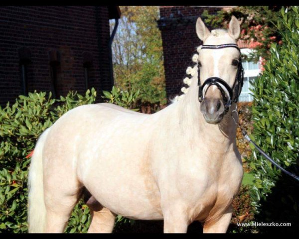 horse A shining Star (German Riding Pony, 2013, from A new Star)