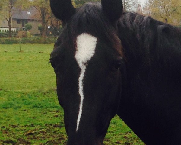 horse Mille Fleur (Westphalian, 2010, from Mon Cher)