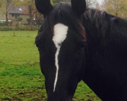 Pferd Mille Fleur (Westfale, 2010, von Mon Cher)