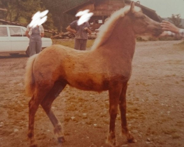 broodmare Jessika (Haflinger, 1972, from 649 Wilten)