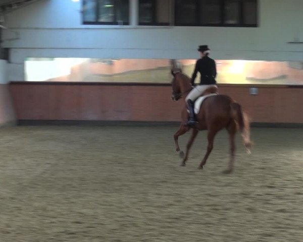 Reitturnier Ratingen-Hösel - Gut Gützenhof 2019