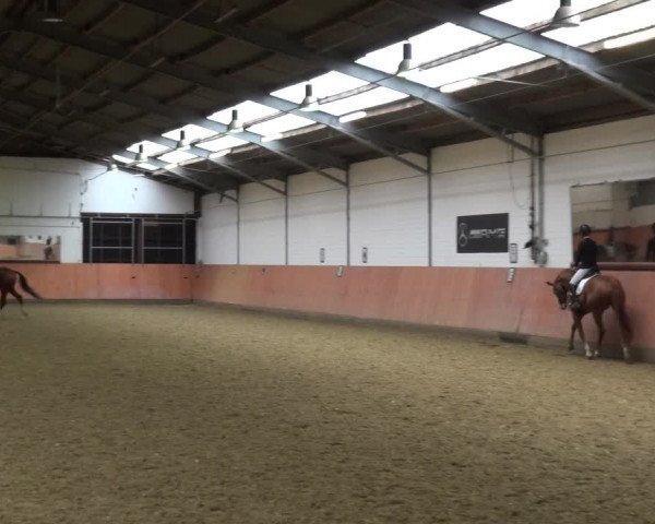 Reitturnier Ratingen-Hösel - Gut Gützenhof 2019