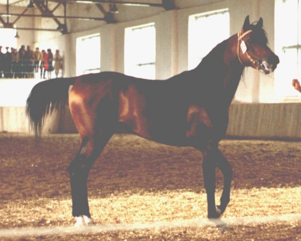 Deckhengst Aut ox (Vollblutaraber, 1981, von Pesniar 1975 ox)