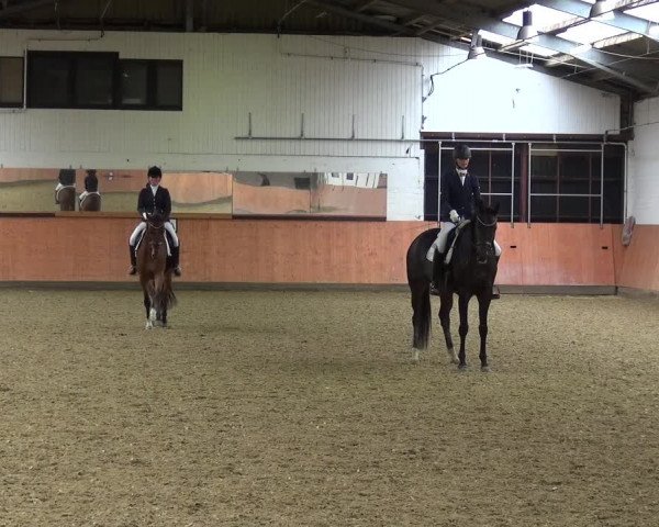Reitturnier Ratingen-Hösel - Gut Gützenhof 2019