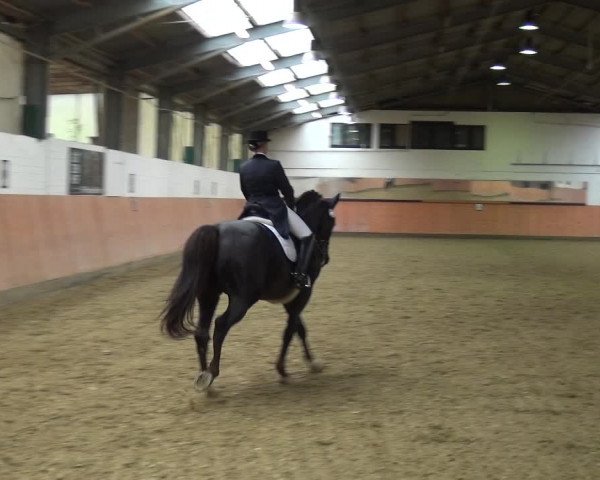Reitturnier Ratingen-Hösel - Gut Gützenhof 2019