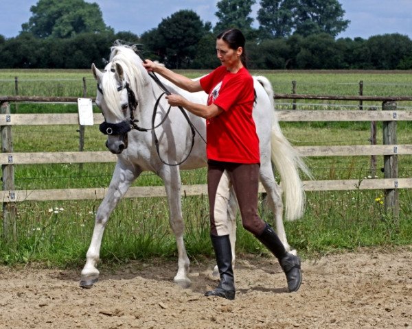 stallion Prince Ibn Sheik ox (Arabian purebred, 2004, from Madin Ibn Sinan EAO)