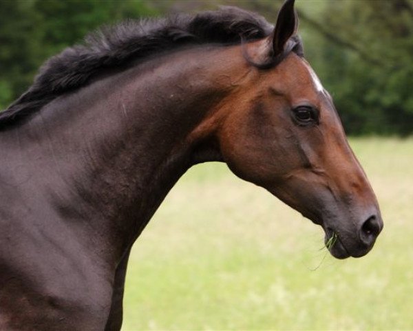 broodmare Fanny (Rhinelander, 1995, from Fidelio) broodmare Fanny (Rhinelander, 1995, from Fidelio)