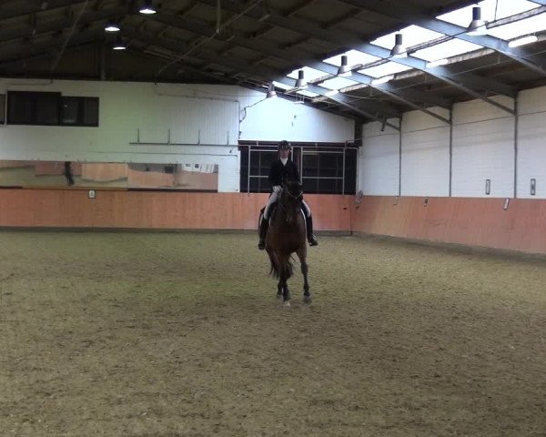 Reitturnier Ratingen-Hösel - Gut Gützenhof 2019