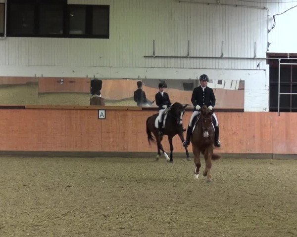 Reitturnier Ratingen-Hösel - Gut Gützenhof 2019