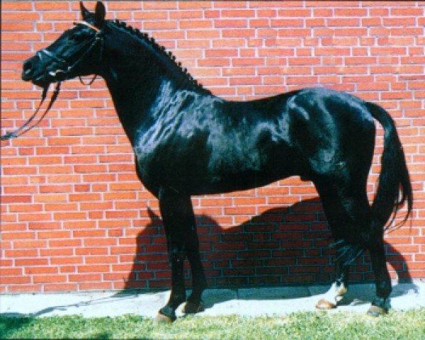 stallion Viktoria's Colano (German Riding Pony, 1983, from Colza) stallion Viktoria's Colano (German Riding Pony, 1983, from Colza)
